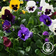 Pansy Colossus Series Mix Seed