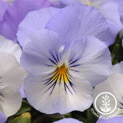 Pansy Cool Wave Series Frost Seed