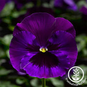 Pansy Delta Premium Series Neon Violet Seed