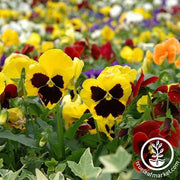 Pansy Swiss Giant Mixture Seed