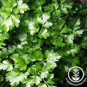 Parsley - Dark Green Italian Flat-leaf Microgreen and Herb Seed