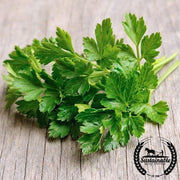 Parsley Seeds - Evergreen - Organic