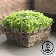 Parsley - Triple Moss Curled - Microgreens Seeds