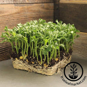 Pea - Lincoln - Microgreens Seeds