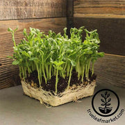 Pea - Little Marvel - Microgreens Seeds