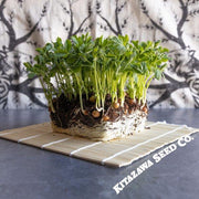Pea Seeds - Maple - Microgreens Seeds