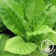 Pennbel 69 Tobacco Seeds