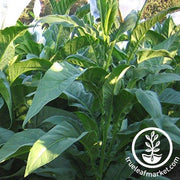 Pennsylvania Red Tobacco Seeds