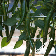 Pepper Seeds - Hot - Korean - Beauty Cucumber - Hybrid