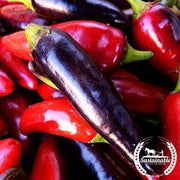 black hungarian Organic pepper