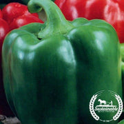 Organic Chinese Giant Bell Pepper Seeds