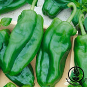 Pepper Seeds - Hot - Ancho Ranchero F1