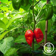 Pepper - Hot - Bhut Jolokia Ghost Garden Seed