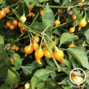 Pepper Seeds - Hot - Biquinho Yellow