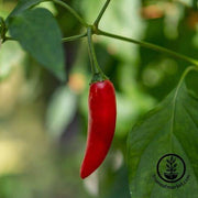 hot birdseye chili pepper