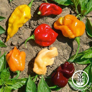 Pepper Seeds - Hot - Caribbean Blend