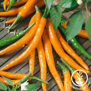 Pepper Seeds - Hot - Cayenne Orange