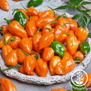 Pepper Seeds - Hot - Cienfuegos - Orange F1