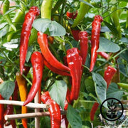 Pepper Seeds - Hot - Cowhorn Hot