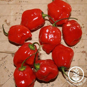 Pepper Seeds - Hot - Habanero Mayan Red