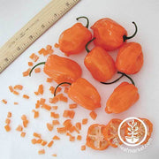 Hot Pepper - Orange Habanero