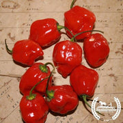 Pepper Seeds, Hot - Habanero Caribbean Red - Organic