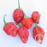 Hot Pepper - Caribbean Red Habanero