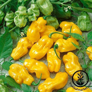 Pepper Seeds - Sweet - Habanero Sweet Yellow