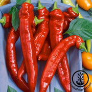 Pepper Seeds - Hot - Hot Portugal
