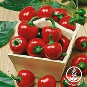 Hot Pepper - Large Red Hot Cherry