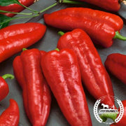 Pepper Seeds, Sweet - Marconi Red (Organic)