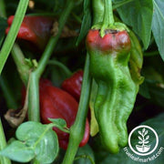 Pepper Seeds - Hot - Padron