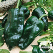 Pepper Seeds, Hot - Poblano - Organic