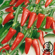 Pepper Seeds - Hot - Rio Grande Hot