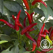 Hot Peppers - Super Chili Hybrid