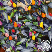 Pepper Seeds - Ornamental - Autumn Time