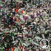 Pepper Seeds - Ornamental - Black Olive AAS