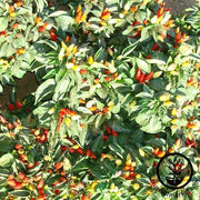 Pepper Seeds - Ornamental - Little Elf