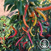 Pepper Seeds - Sweet - Cayenne Sweetness F1