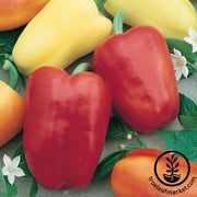 Pepper Seeds - Sweet - Chablis F1
