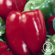 Pepper Seeds - Sweet - Chianti F1