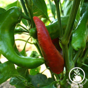 Pepper Seeds - Sweet - Corno Di Toro - Rosso