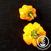 Pepper Seeds - Hot - Yellow Scotch Bonnet