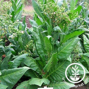 Pergeu Brazil Tobacco Seeds