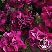 Petunia - Double Madness Series - Burgundy