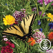 Pollinator Mix - Butterfly Feed Seed - Non-GMO