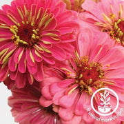 Zinnia Seeds - Pollinator Flower Mix