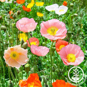 Poppy Iceland Champagne Bubbles Mix Seed