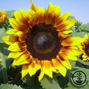 Procut Sunflower Seeds - F1 - Bicolor
