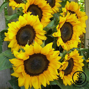 Procut Sunflower Seeds - Gold